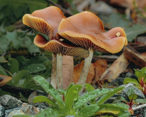 Psilocybe azurescens (Flying Saucer Mushrooms)