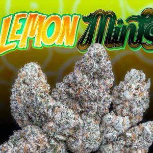 Jungle Boys Lemon Mints