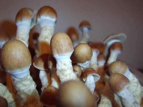 P E shrooms