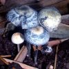 Copelandia cyanescens a.k.a. Panaeolus cyanescens (Blue Meanies)