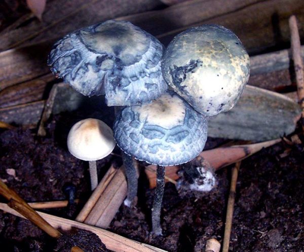 Copelandia cyanescens a.k.a. Panaeolus cyanescens (Blue Meanies)